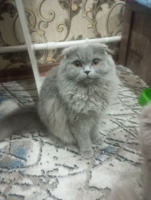Домашний кот для кошек