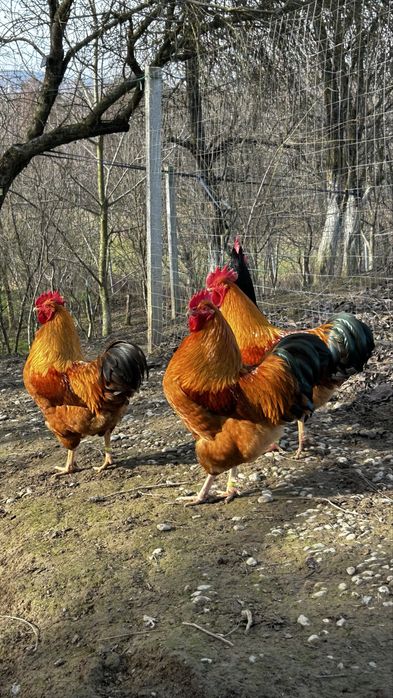 Cocoși New Hampshire  si Australorp