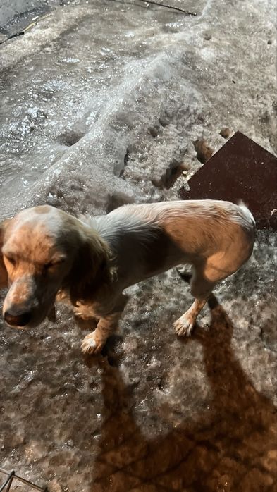 Спаниел щенка