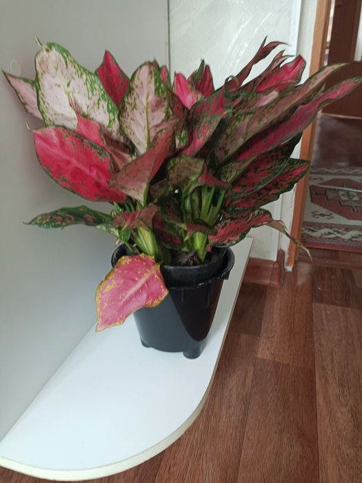 Цветы комнатные аглонема red