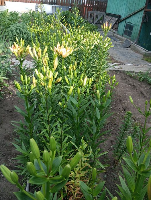 Продам кирпичный дом