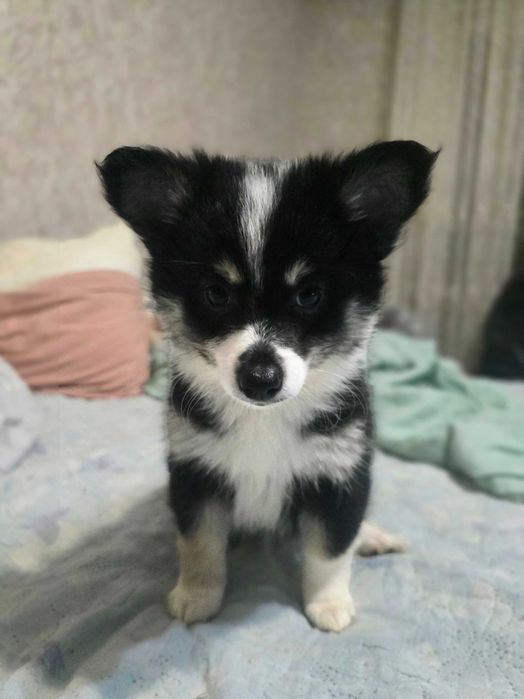 Кученца МиниШпиц