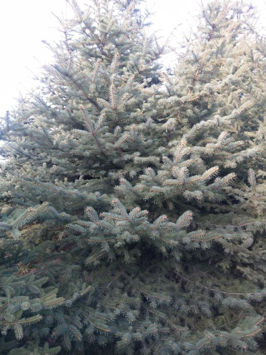 Продам ели,ёлки, сосна, туя.