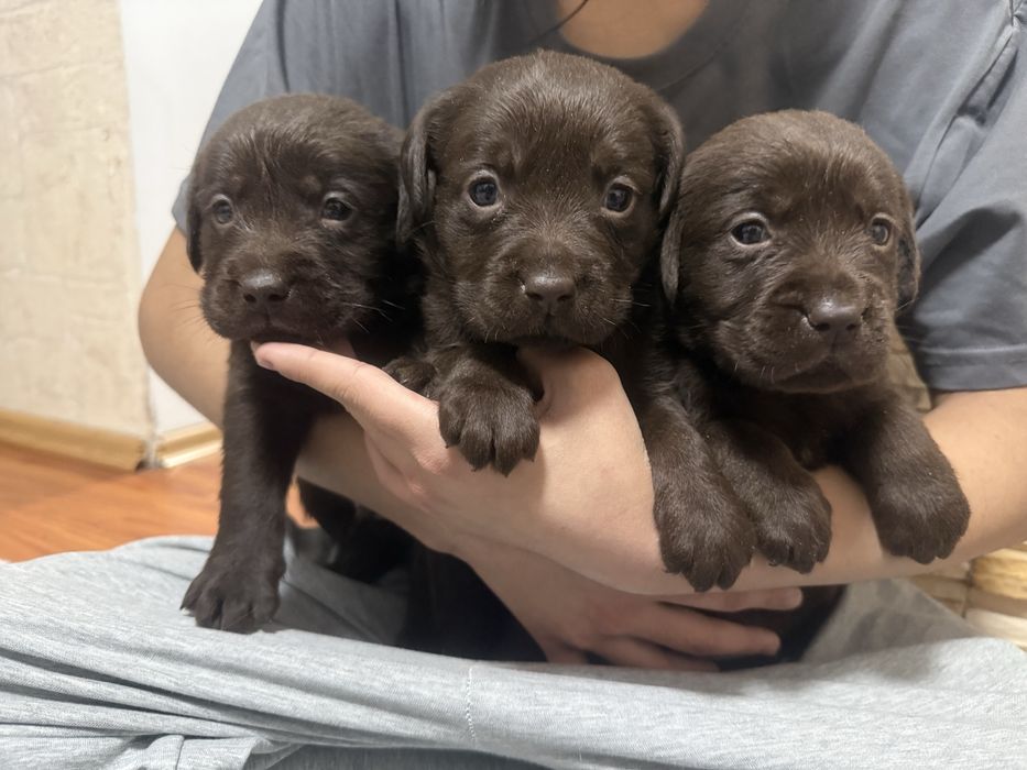 Шоколадные щенки лабрадора