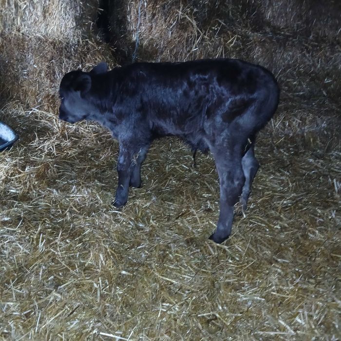 Телета мъжки и женски