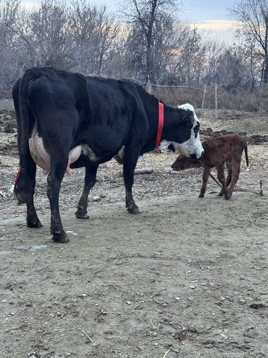 Порода Суттi сиыр