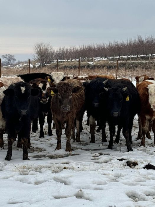 Продам бычков срочно Букалар сатамын