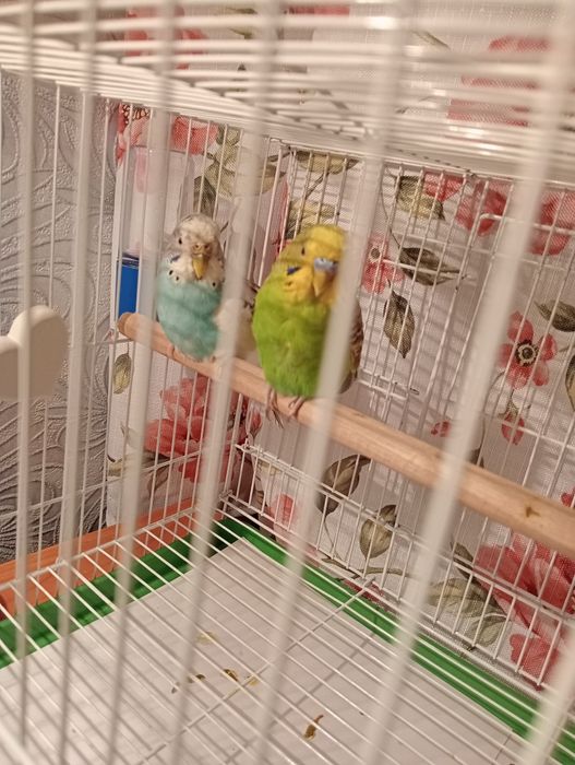 Продам пару волнистых попугаев