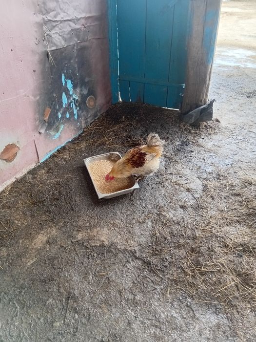 Продам куры домашних петухы