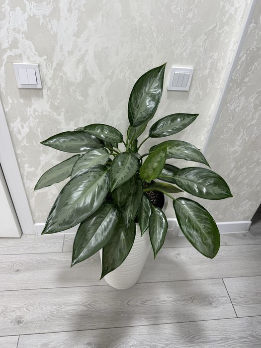 Аглаонема в напольном кашпо
