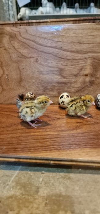 Продам перепелят