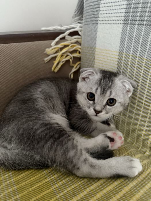 ұрғашы шотландский мысық