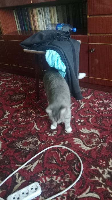 Отдам в хорошие руки