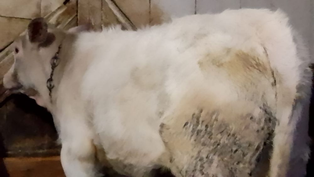 Vând vițică belgiană de 5 luni