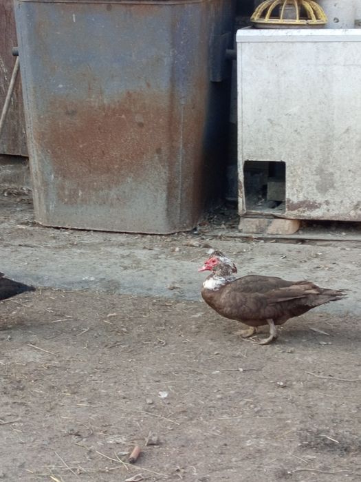 Продаются гусята