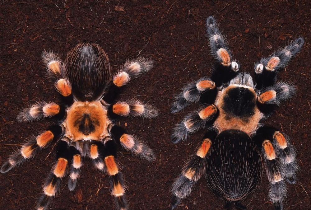 Самка brachypelma smithi