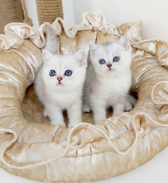 Британские котята