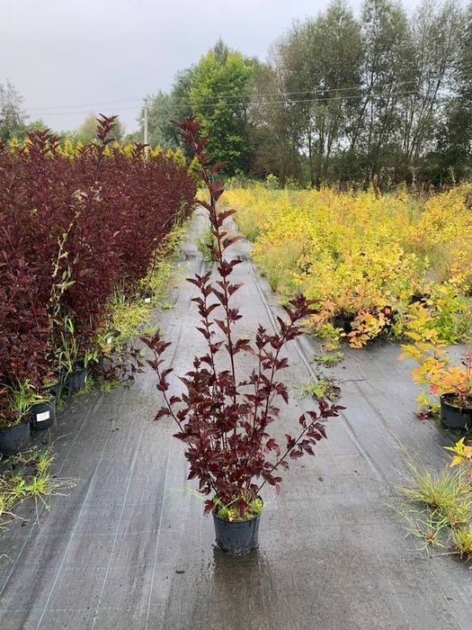 Кустарники в асортименте