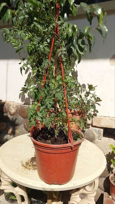 Продаю цветы комнатные многолетние фикус,денежное дерево,жасмин