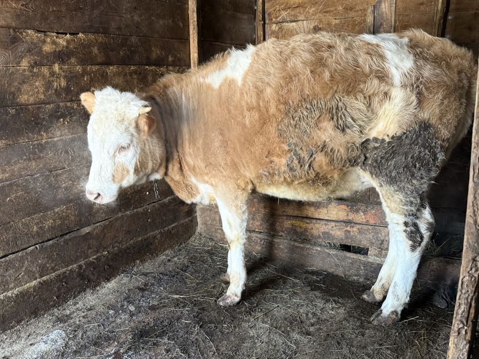 Продам жирные телки