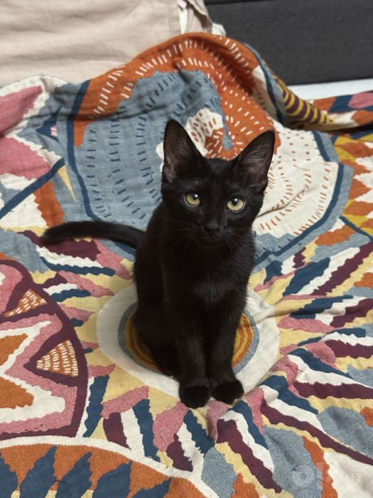 Котенок девочка в добрые руки