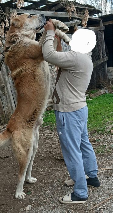 Собака на вязка шымкент