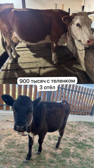 Продам дойных коров с телятами