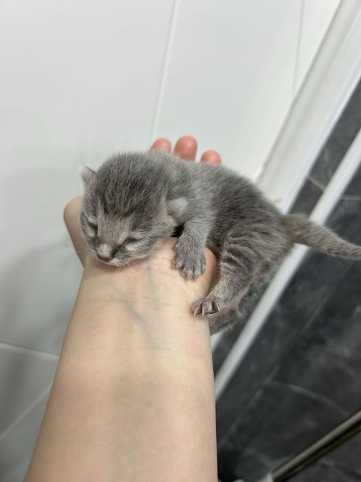 Кішкентай мысық котенок маленкий