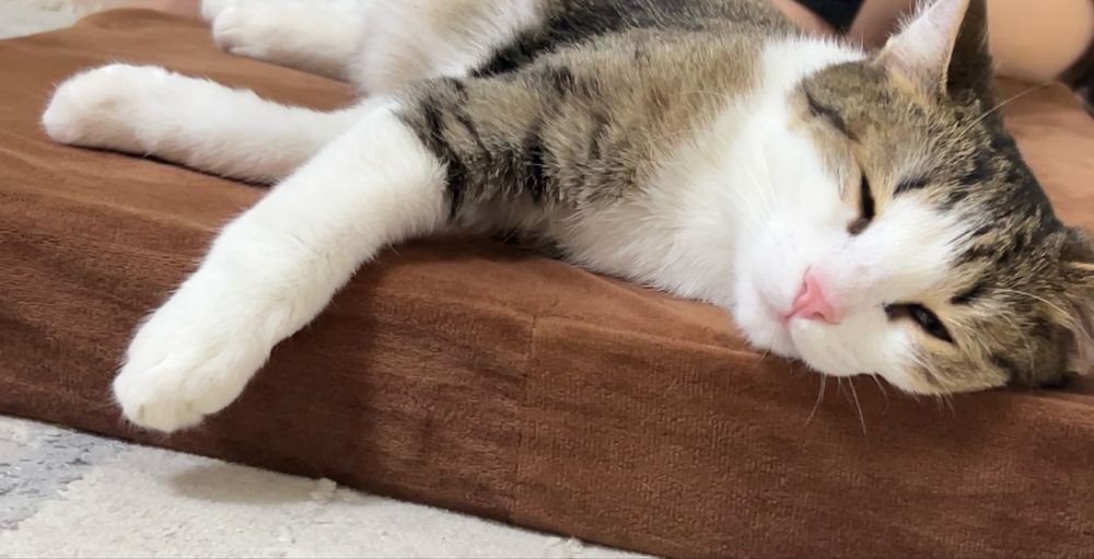 Мысық сатылады тегін үй мысығы