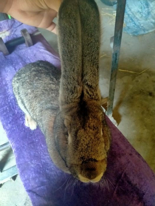 Продам Фландор кролик