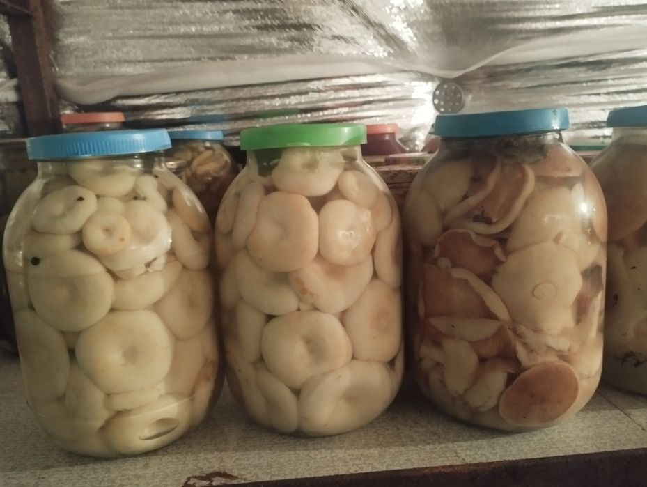 Продам грибы отварные