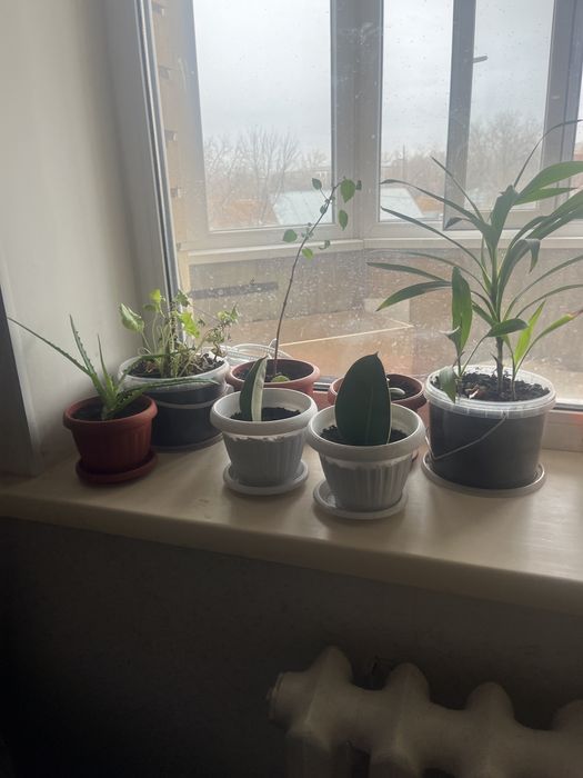 Комнатные растения