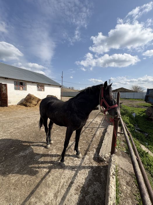 Noatin la un an si 4 luni tata lipitan mama north star