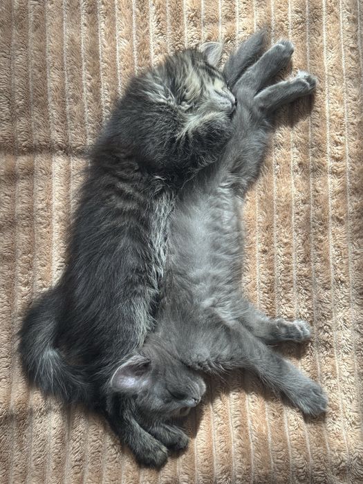 отдам котят бесплатно