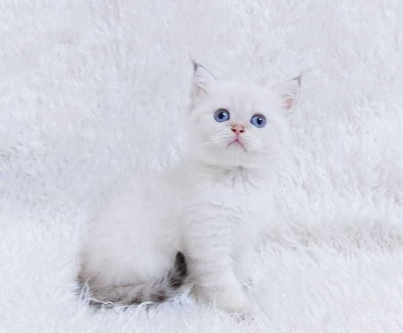 Пухляши британские. Шиншиллы..