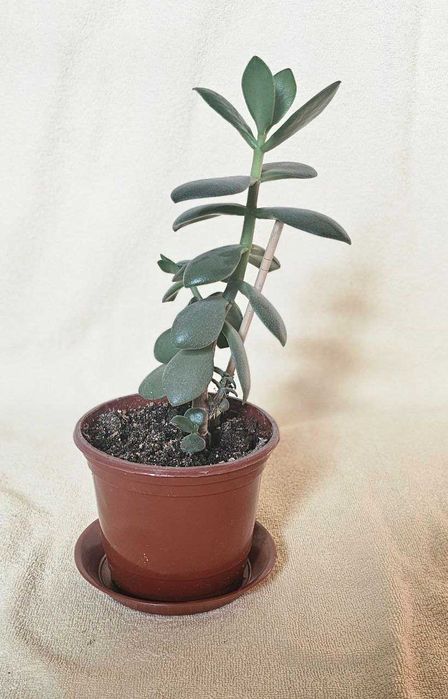 Детка Крассулы. Денежное дерево.