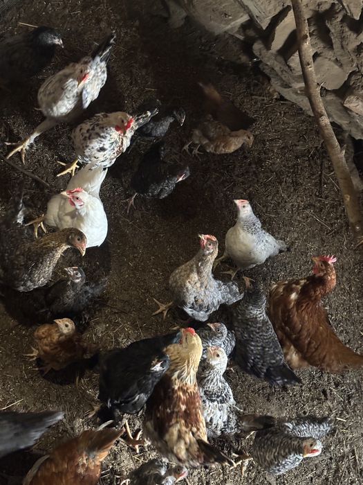 курицы цыпленки 2-3 мес