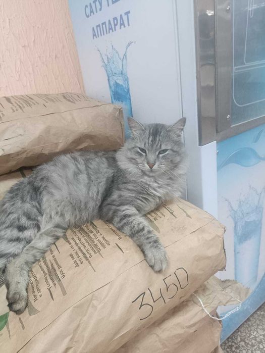 Коту нужен дом! Срочно!