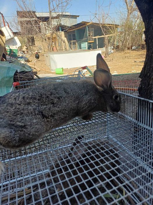 Подаются кролики