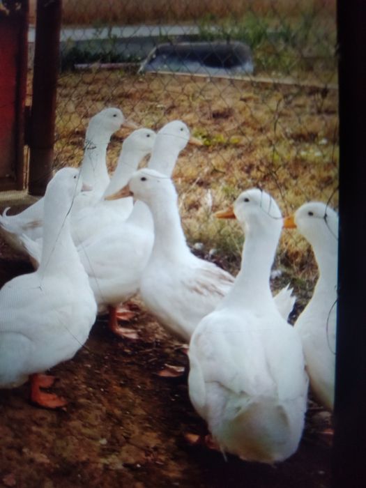 Boboci de rață rasa grea