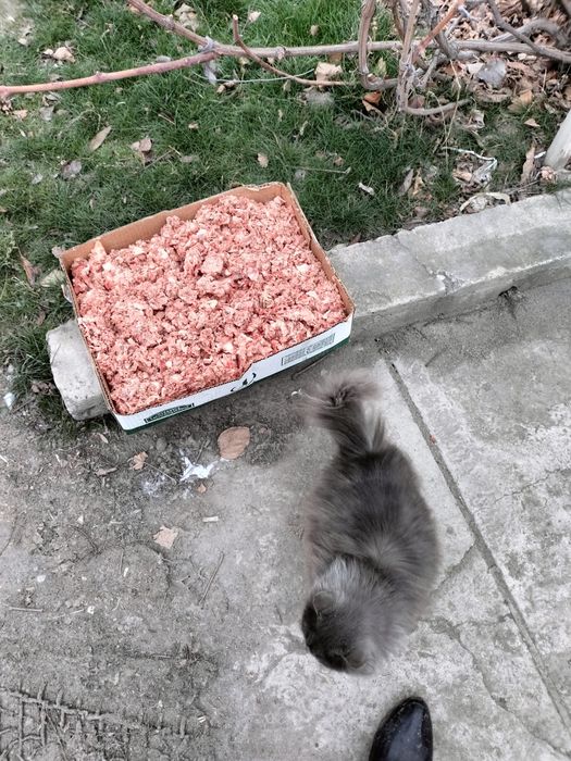 Куриный фарш для собак и кошек