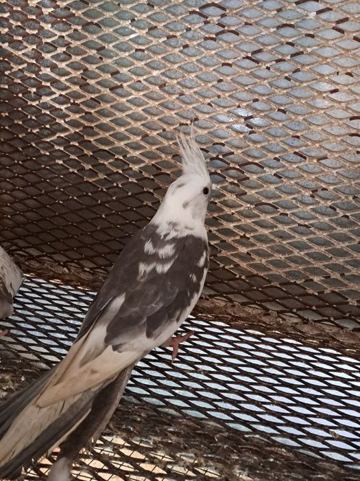 Pereche nimfe mature