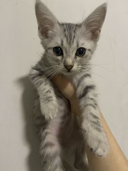 отдам котят в хорошие руки