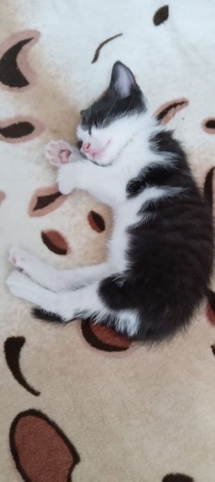 Отдам двух котят