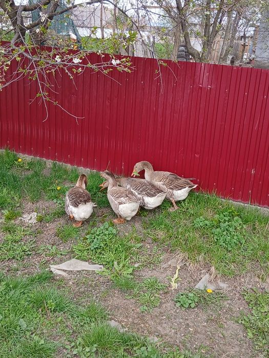 De vânzare gâște și gâscani Toulouse