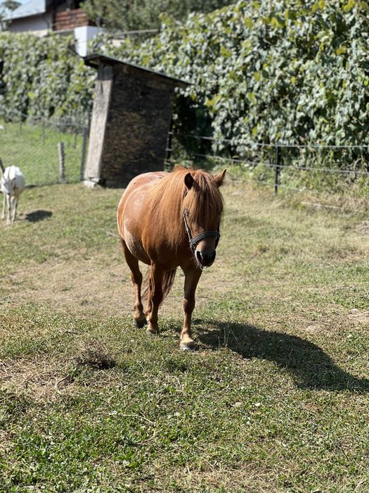 Poneița tanara, cuminte