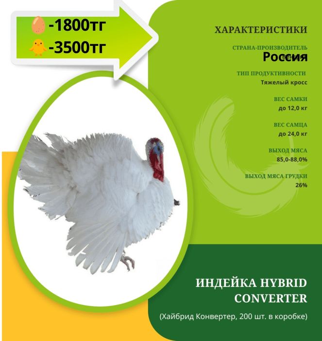 Продам индюшат с марта месяца