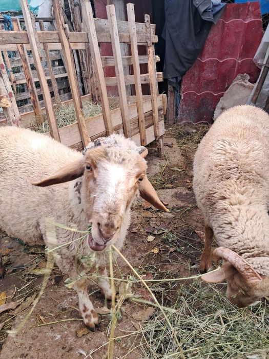 Berbecuți de vânzare