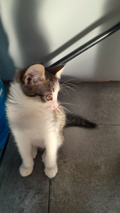 Отдам котенка в добрые руки