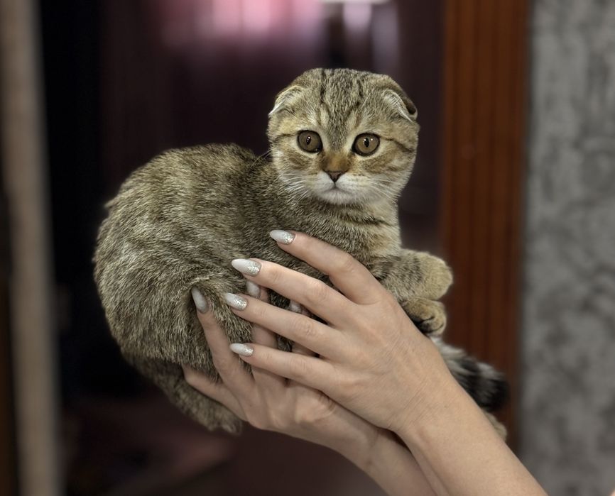 Продам котёнка фолд